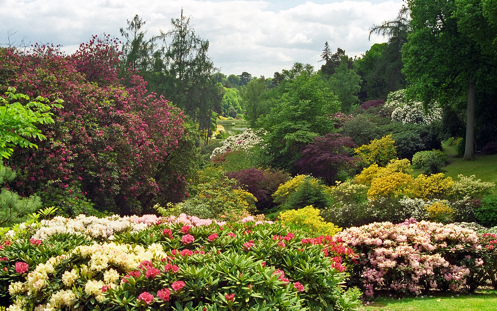Bassin naturel entouré de plantes aquatiques dans un jardin